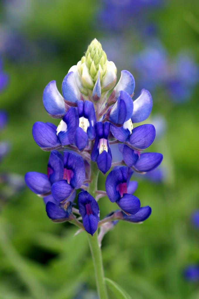 bluebonnet